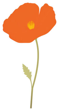 PNG California poppy flower illustration simple plant.