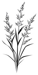 Fototapeta premium PNG Wild flower Romerillo illustration minimalist design.