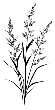 PNG Wild flower Romerillo illustration minimalist design.