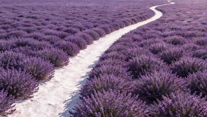 Aerial top-down view of a winding white sandy path cutting through a vast dense field of vibrant purple lavender flowers under natural daylight, showing high texture detail of the blooms with soft...