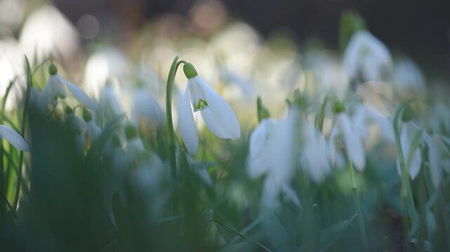 Snowdrop flower meadow with bokeh light. Spring background. March season wallpaper.