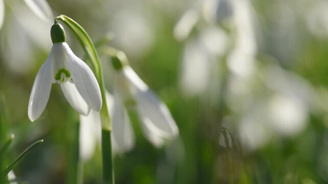 Closeup of snowdrop flower meadow with bokeh light. Spring background. March season wallpaper.