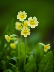Golden Primrose Symphony: A delicate cluster of vibrant yellow primroses rises gracefully, set against a backdrop of soft green foliage, creating a harmonious and enchanting display.