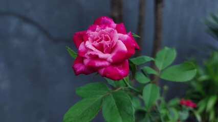 Vivid Pink Bicolor Rose Flower