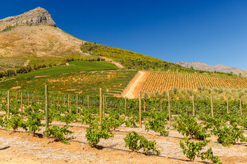 Naklejka premium Sunlit vineyard rows with mountain backdrop