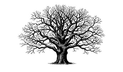 Antique engraved oak tree with bare branches hand drawn vintage botanical vector