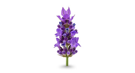 Obraz premium Purple Flower Lavender Blooming Plant.