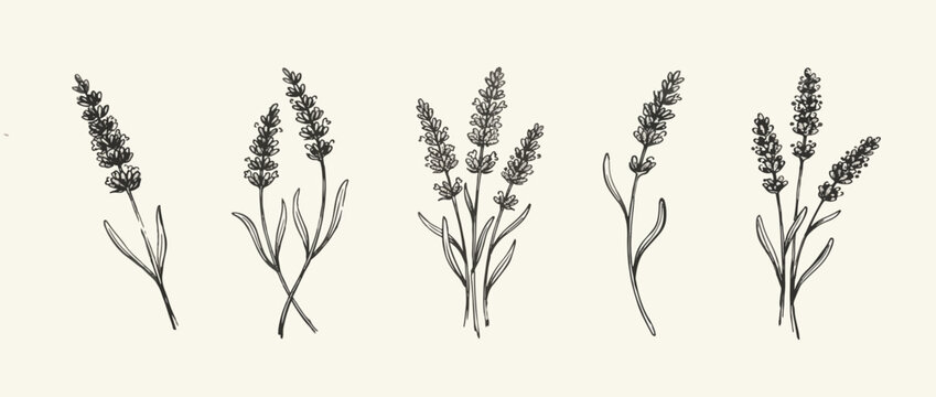 Grunge minimal charcoal chalk lavender flower collection. Vector illustration of ink hand drawn garden or wild herbs set. Wax crayon drawing style. Floral silhouette elements for scrapbooking design.