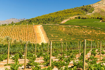 Naklejka premium Sunlit vineyard rows with mountain backdrop