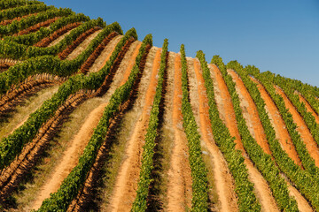 Naklejka premium Sunlit vineyard rows in South Africa