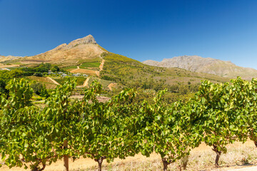 Naklejka premium Sunlit vineyard in South Africa