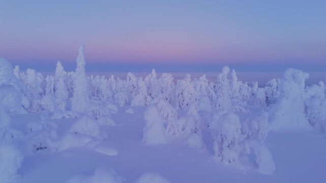 Frozen Rime Ice Trees and Pastel Sky in Finnish Lapland Winter Landscape