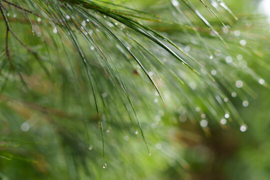 Close-up of water droplets on the needles of a Casuarina tree. Selective focus.