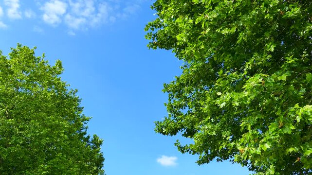 新緑のマロニエと空の雲