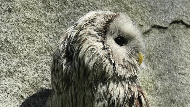 Ural owl sitting near a stone wall in a wildlife sanctuary. Wild bird head movement and observing surroundings. Predator owl biology and behavior documentation