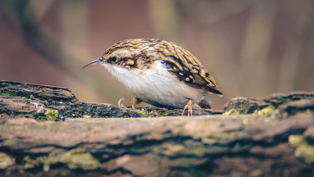 Eurasian Treecreeper, Certhia familiaris, perched and hopping around at Pow Hill Nature Reserve, County Durham