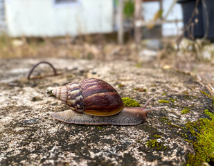 giant African snail or bekicot crawling on mossy concrete outdoors. Achatina fulica on damp surface, tropical land snail in natural habitat with green moss texture background © ranahpixel