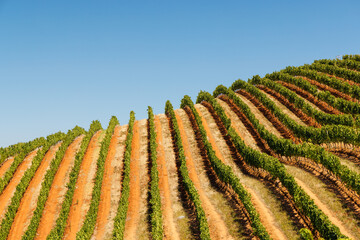 Naklejka premium Sunlit vineyard rows in South Africa