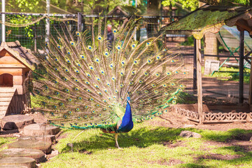 Fototapeta premium A peacock with a magnificent spread tail in a poultry yard.