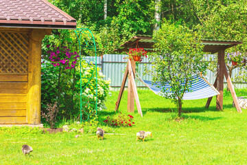 Fototapeta premium Lawn in a village yard with a bathhouse and a hammock. Geese wandering around.