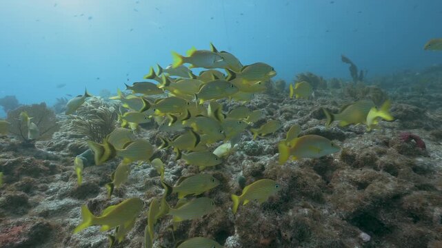 School of yellow French grunt Haemulon Flavolineatum swimming over coral reef