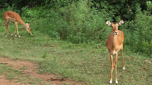 Two female impalas at the woodland edge in Rwanda: one stands alert facing the camera while another grazes nearby in a grassy clearing. Safari wildlife, daytime.