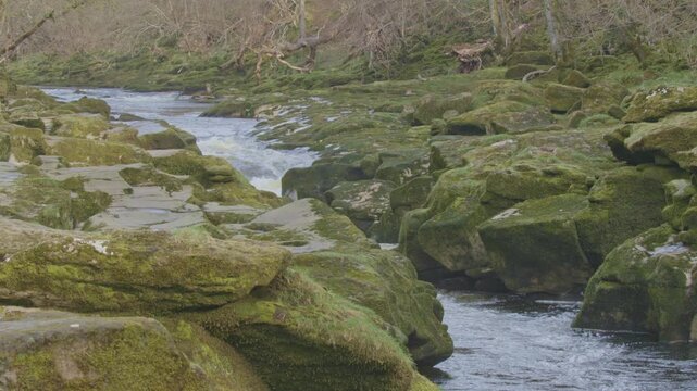 The Strid is a very dangerous section of the River Wharfe as is flows through the Bolton Abbey estate in the Yorkshire Dales,UK