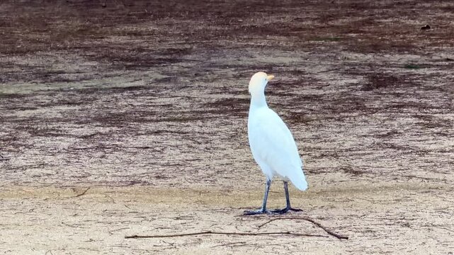 Static shot of an intermediate egret standing still on muddy ground in a natural wetland environment.
