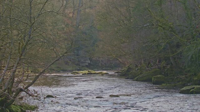 river wharfe, bolton abbey, Yorkshire dales, uk running calmly towards the strid, 25fps, 4k