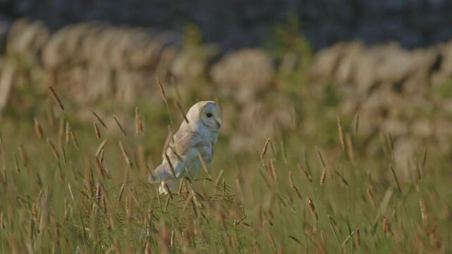 Wild Barn Owl perched on chicken wire in grass meadow with drystone wall in background. Owl suddenly looks around directly at camera. 25fps, 4k