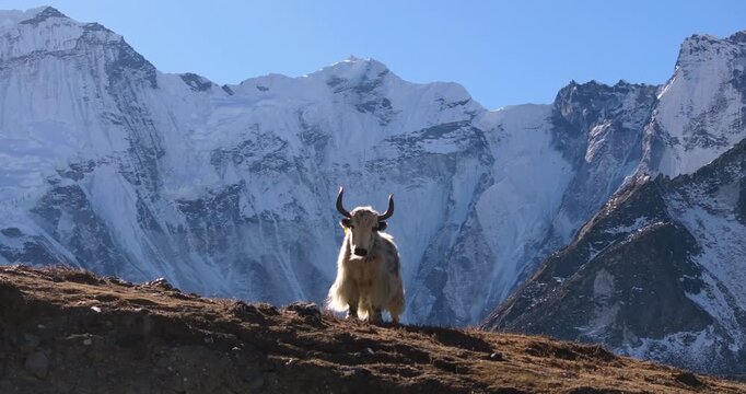A wild yak, a high-altitude animal, in Nepal&rsquo;s Everest region in front of snow-capped Himalayan mountains, appearing like the mighty king of the Himalayas in this dramatic alpine scene.