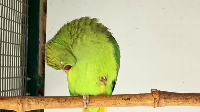 Close shot of a green parakeet perched on a wooden branch grooming its feathers with its beak inside an aviary.