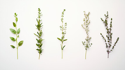 Fototapeta premium Five sprigs of diverse fresh culinary herbs lay neatly arranged on a clean white surface, presenting a simple, natural aesthetic suitable for various designs.