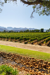 Naklejka premium Sunlit vineyard rows