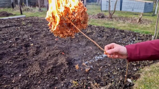 woman holds a dry hydrangea flower. She puts it on the fire and it quickly bursts into flames. ashes fall to ground like snowflakes, flower disappears.great fertilizer for plants with microelements th