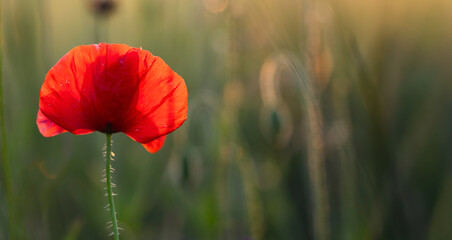 Beautiful field of red poppies in the sunset light.