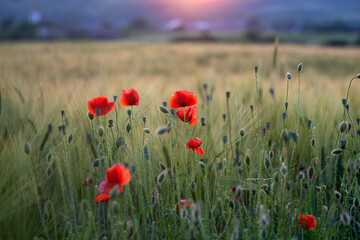 Obraz premium Beautiful field of red poppies in the sunset light.