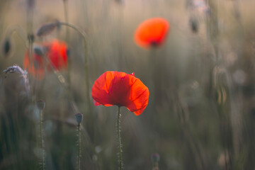 Obraz premium Beautiful field of red poppies in the sunset light.