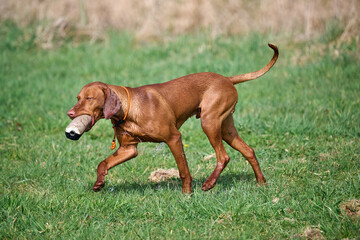 working young viszla