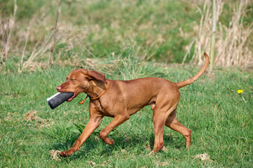 working young viszla