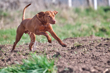 working young viszla