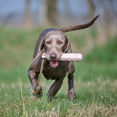 weimaranr training with dummy decoys