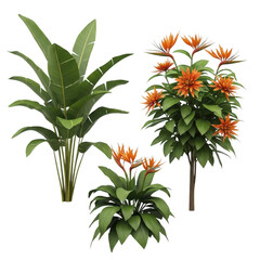 Fototapeta premium Tropical plants with vibrant orange flowers against a white background