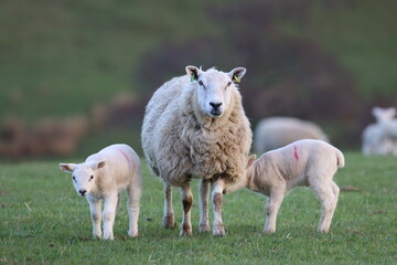 Fototapeta premium Sheep with lambs in a field in spring