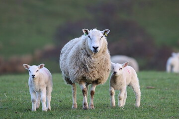 Obraz premium Sheep with lambs in a field in spring