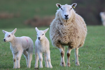 Obraz premium Sheep with lambs in a field in spring