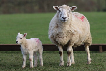 Obraz premium Sheep with lamb in a field in spring
