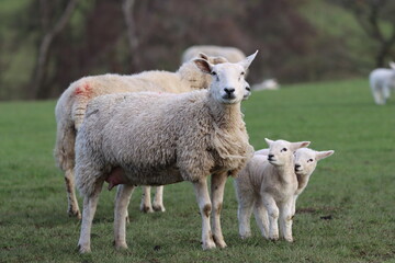 Obraz premium Sheep with lambs in a field in spring