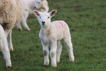 Fototapeta premium Lamb in a field in spring
