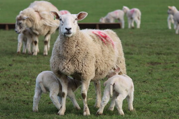 Obraz premium Sheep with lambs in a field in spring
